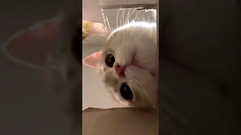 Cute Cats 🐱🐱❤️❤️#shorts #viralvideo #cat #cats #catvideos #catstagram #funny