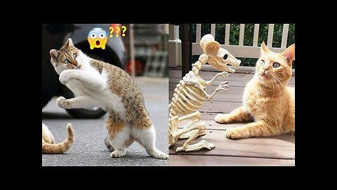 Best funny cat video - crazy cats reactions