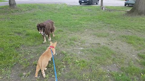 Cat on leash enjoys walk with dogs