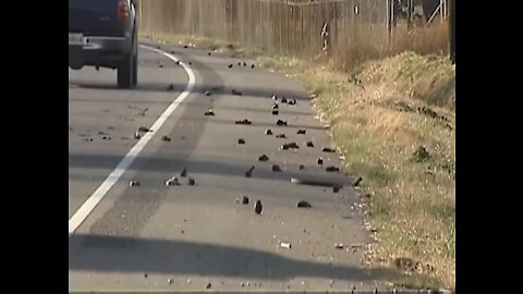 Holandsko: 100-ky mŕtvych vtákov padlo z oblohy počas testu 5G