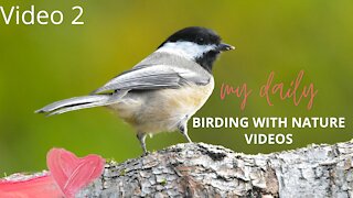 Birds, Nature Sounds & Traffic