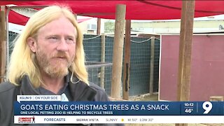 Tucson goats snack on discarded Christmas trees to recycle