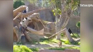Officials: Dog safely removed from gorilla exhibit at California zoo