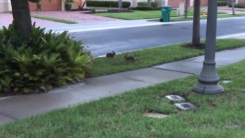 Bouncing bunnies can't stop jumping over one another