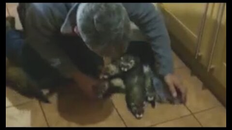 Man Tries to Fit Several Ferrets Inside Carrier but They Keep Escaping