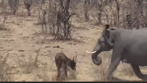The brutality of an elephant against a buffalo calf