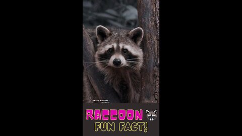 Raccoons: Nature's Super Smart and Clean Climbers | Fun Facts for Kids #shortvideo #funfactforkids