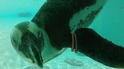 Well-dressed penguins are fascinated with underwater GoPro