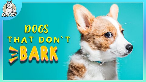 Dogs That Don't Bark
