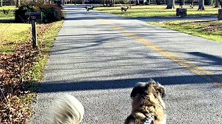 Dog Dreams Of Chasing Deer He Saw During Afternoon Walk