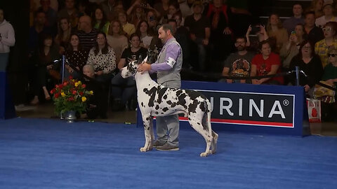 National Dog Show 2023: Best in Show (Full Judging) | NBC Sports