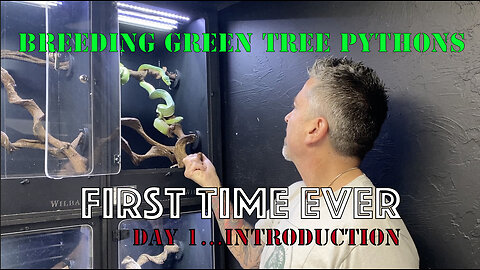 Breeding Green Tree Pythons For The First Time Ever.....Day 1: Introduction