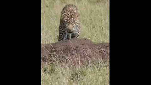 Cheetah Vs Leopard