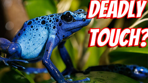 The Deadly The Poison dart frog!