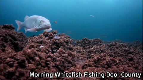 Morning whitefish Fishing Door County