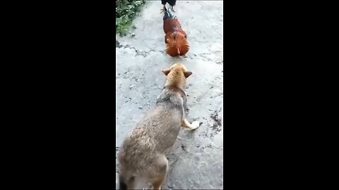 Funny Dog Videos Creative Commons 2024