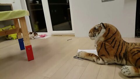 Cat is afraid of a tiger toy