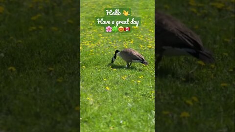 Canada Goose Grazing Grass 🌸🍀😍🇨🇦 | Greetings | Uplifting shorts | Journal