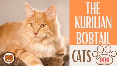 🐱 Cats 101 🐱 KURILIAN BOBTAIL CAT - Top Cat Facts about the KURILIAN BOB