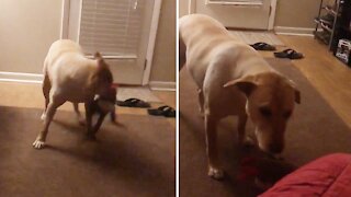 Doggy stops playing the moment his owner starts filming