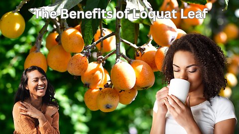 The Benefits of Loquat Leaf