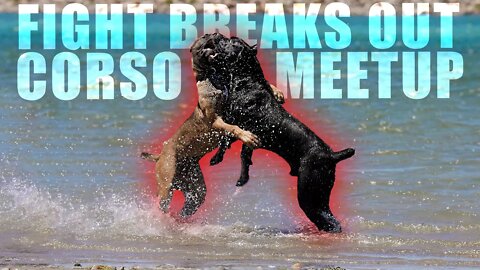 Cane Corso Meetup - FIGHT Breaks Out!