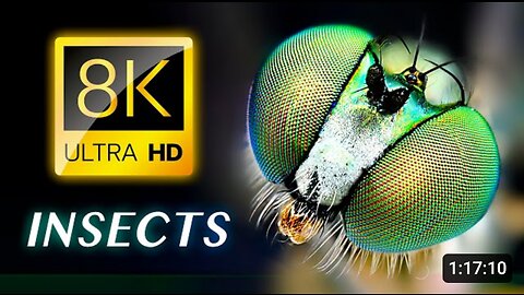The Insects in Ultra HD 8K