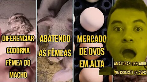 Codornas | Últimas notícias do agro | Ovos | Criação de Porcos