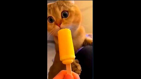 The Funniest Cat Compilation You'll Ever See