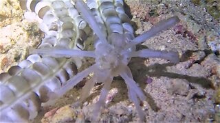 Bizarre alien-like animal wanders sea floor by night