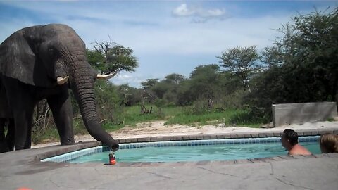 Huge Elephant Joins Tourists For A Drink At The Pool