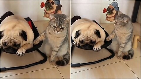 A cat rocks her friend's dog bed while she's angry