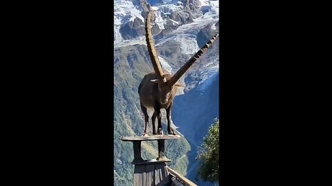 I Don't Know How This Ibex Got There But It Looks Majestic AF!