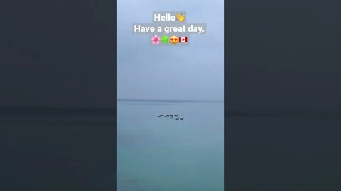 Canada Geese Sailing Together in Lake Ontario🌸🍀😍🇨🇦