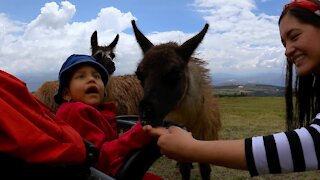 Child Adorably Belly Laughs While Meeting Llamas for the First Time