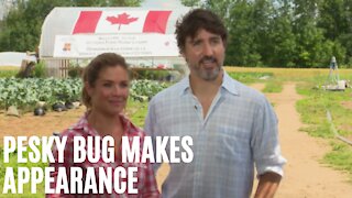 Justin & Sophie Trudeau's Canada Day Video Was Invaded By A Huge Bug