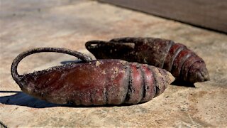 Bizarre & ferocious looking caterpillar emerges as gigantic & beautiful moth