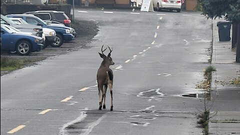 deer walking down the road in Oregon