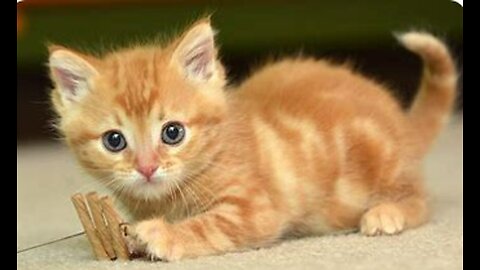 Purrection personified meet the adorable kitten