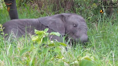 Cute Tiny Baby Elephant Struggles To Stand Up!