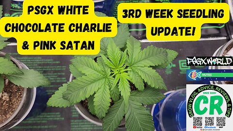 My Medical Cannabis Plant Grow Update | PGSX 3rd Week Seedling & Ethos Seeds Planting!