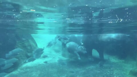 Watch Fritz the hippo underwater in the Cincinnati Zoo's hippo cove