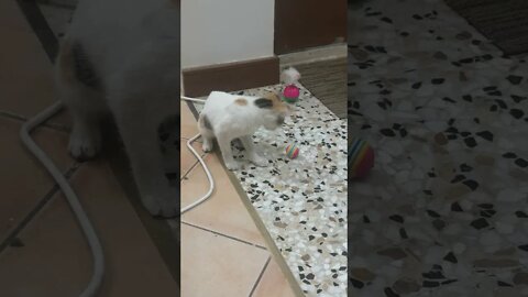 Funny Kitten Playing with Ball - Naughty Four months Kitten