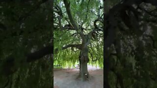 Walking Under a Weeping Willow Tree