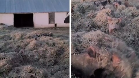 Adorable pigs cozy up under piles of hay to stay warm