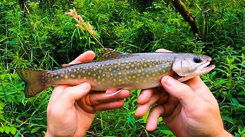 Trout Fishing with a Rapala Rippin Rap