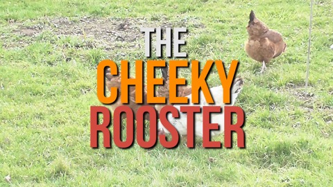 Joke: The Cheeky Rooster