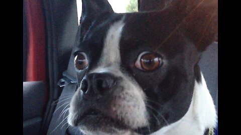 Goofy Boston Terrier Impersonates Goat And Dolphin