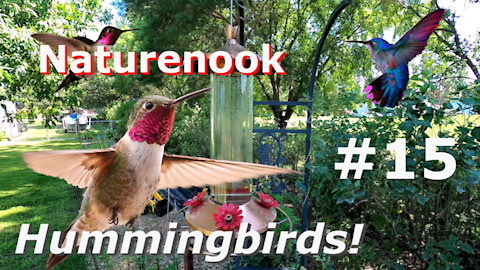 Hummingbird Cam ALPHA GREEN Blown Away Slow Motion and Beautiful Birds in flight #15