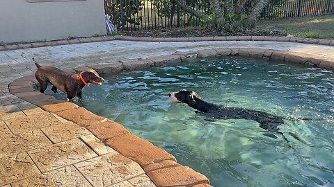 Great Dane Shares Love Of Zoomies & Swimming With Pointer Dog Pal